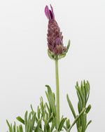 Lavender Topiary (Cone) Featured Image