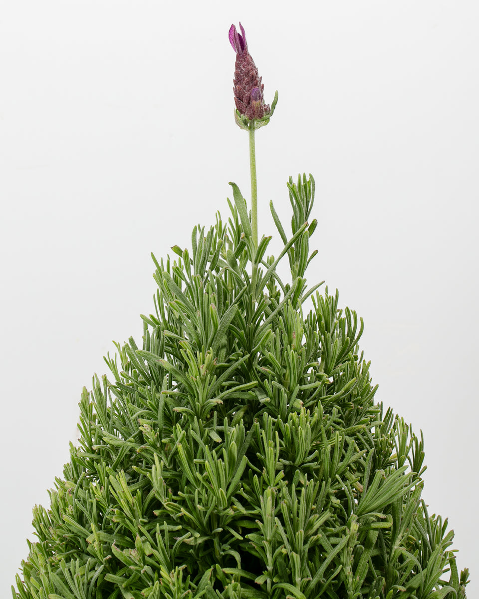 Lavender Topiary (Cone) Featured Image