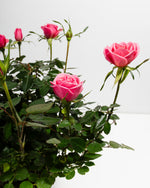 Pink Miniature Roses Featured Image