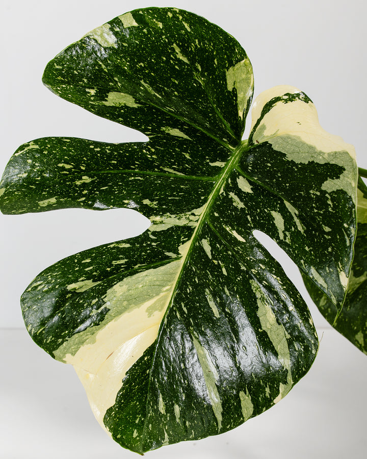 High quality Thai Constellation Monstera-10-1001