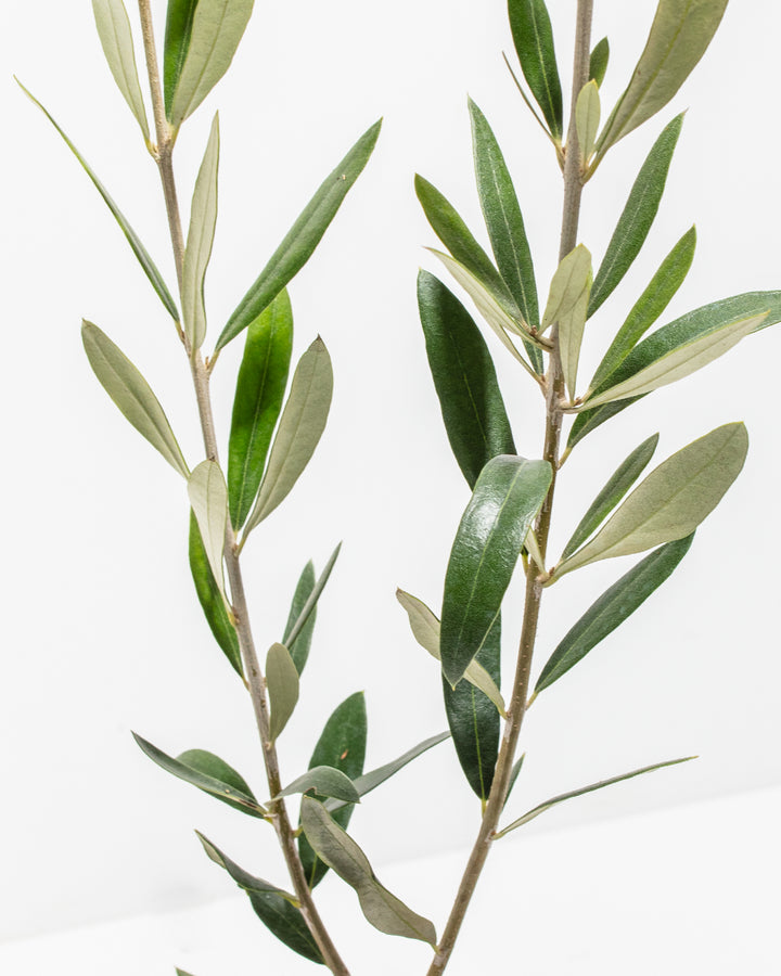 Olive Tree: A Plant Care Guide - The Plant Runner