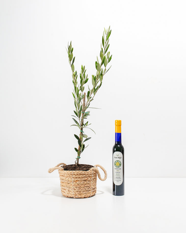 Olive Grove Delight Bundle