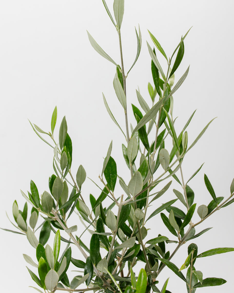 Indoor Olive Tree Featured Image