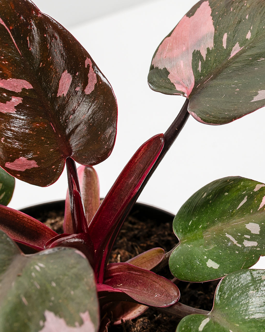 Pink Princess Philodendron For Sale, Large Size & Care Guide