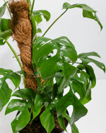 Philodendron Ginny with Totem Featured Image