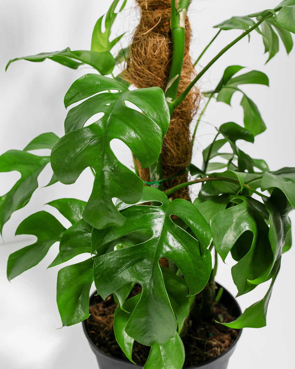 Philodendron Ginny with Totem Featured Image