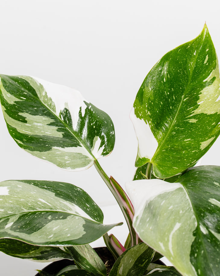 White Princess Philodendron