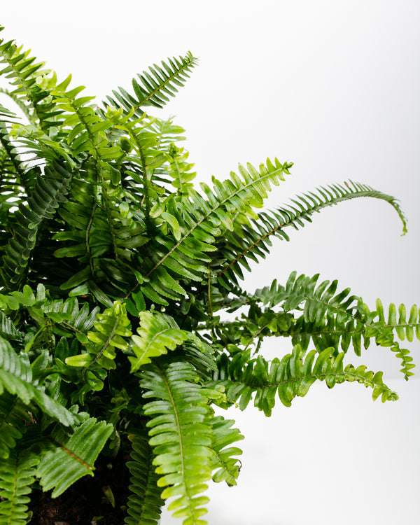 Kimberly Queen Fern | Air Purifying | Lively Root