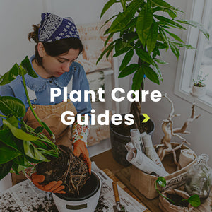 Peperomia Green Bean Care Guide for Beginners