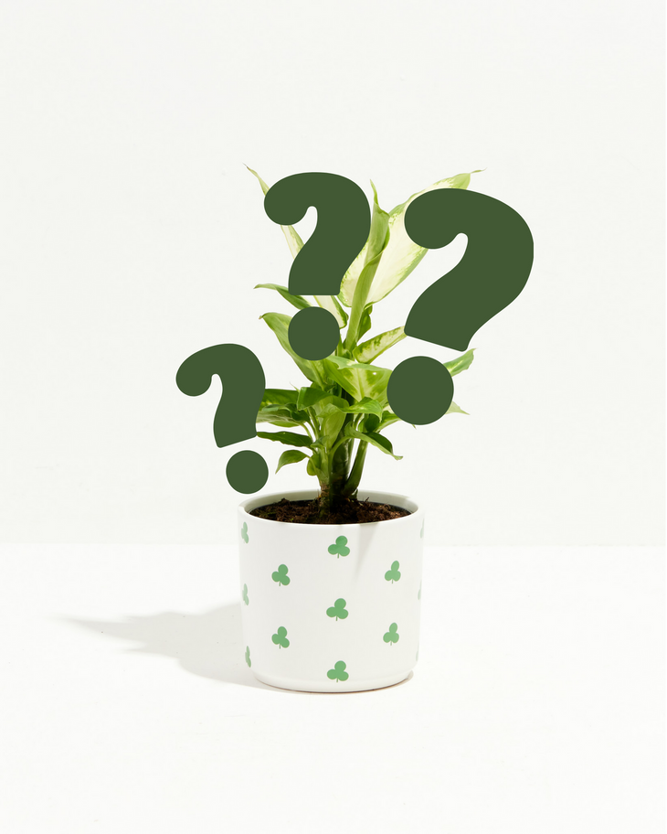 Mystery Plant and Lucky Pot