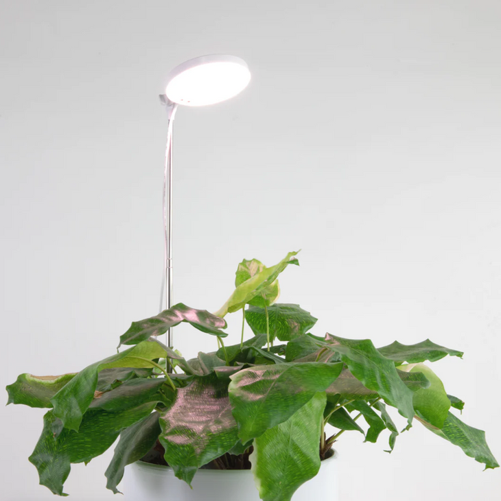 LED Plant Light by Mossify