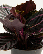 Dottie Prayer Plant (Calathea) Featured Image