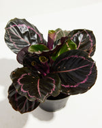 Dottie Prayer Plant (Calathea) Featured Image