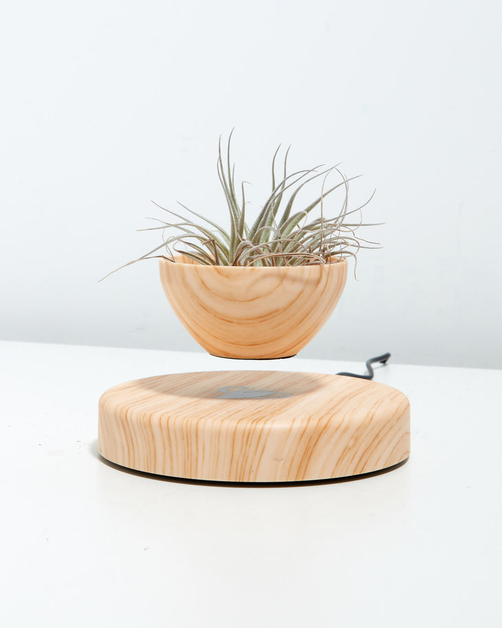 Floating Air Plant Holder