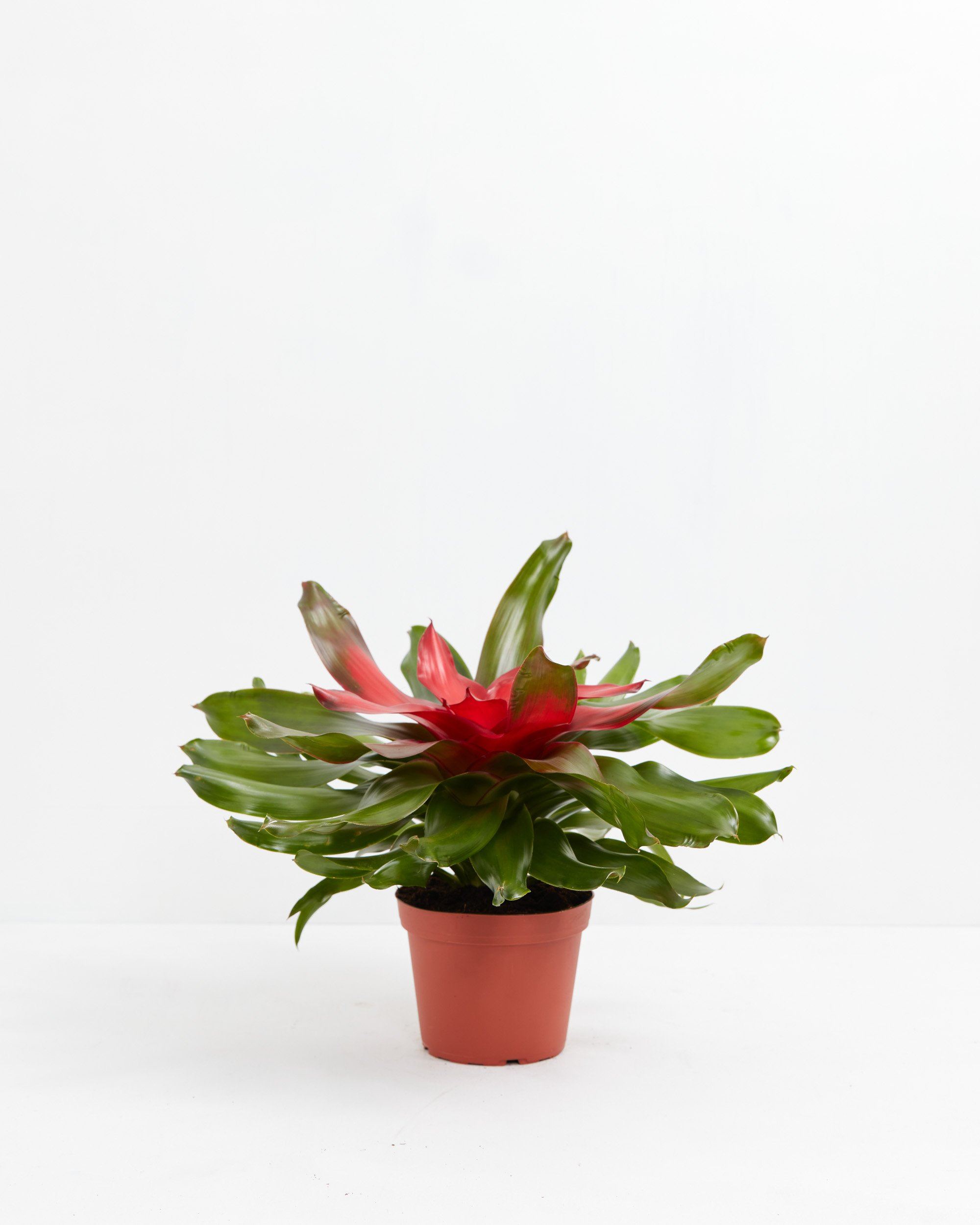 Neoregelia Bromeliad, Lively Root, Plant, Size, Medium, , 