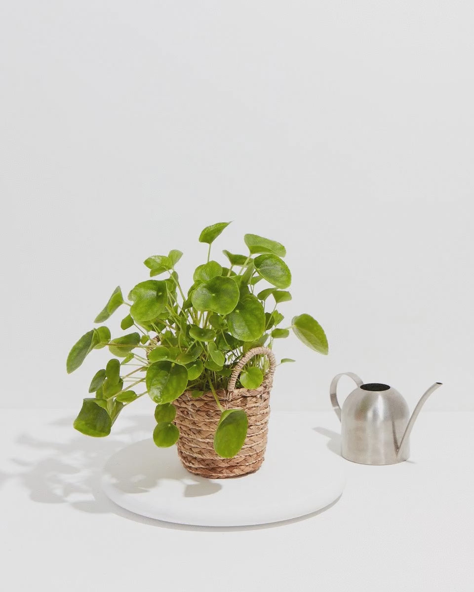 Pilea Peperomioides (Chinese Money Plant), With Care Guide