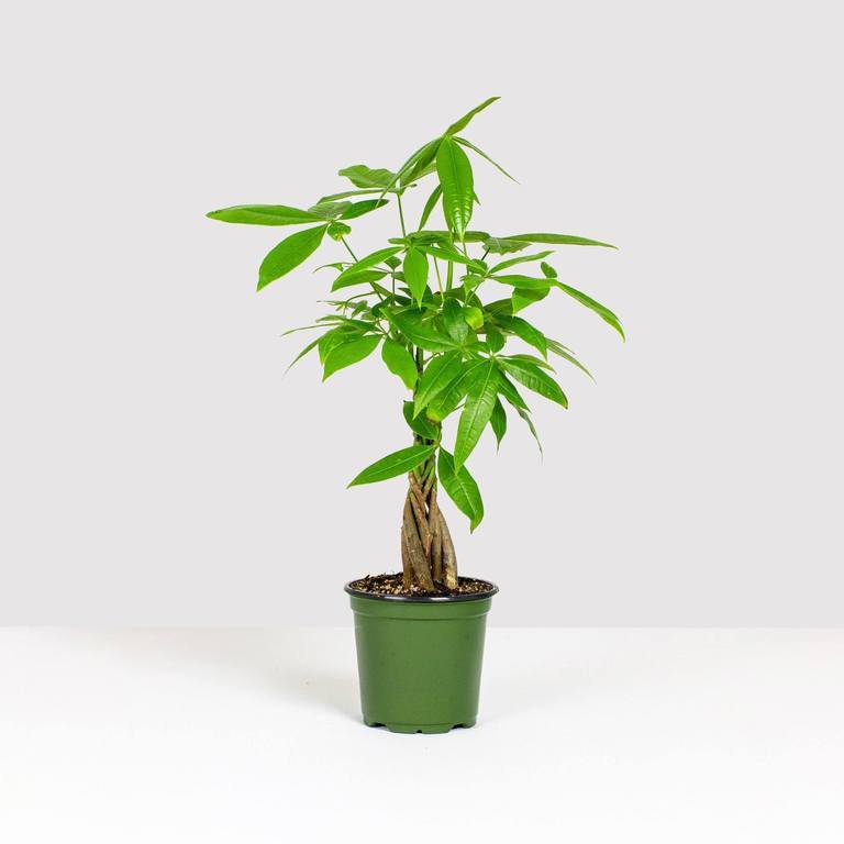 Money Tree, Lively Root, Plant, Size, Small, , 