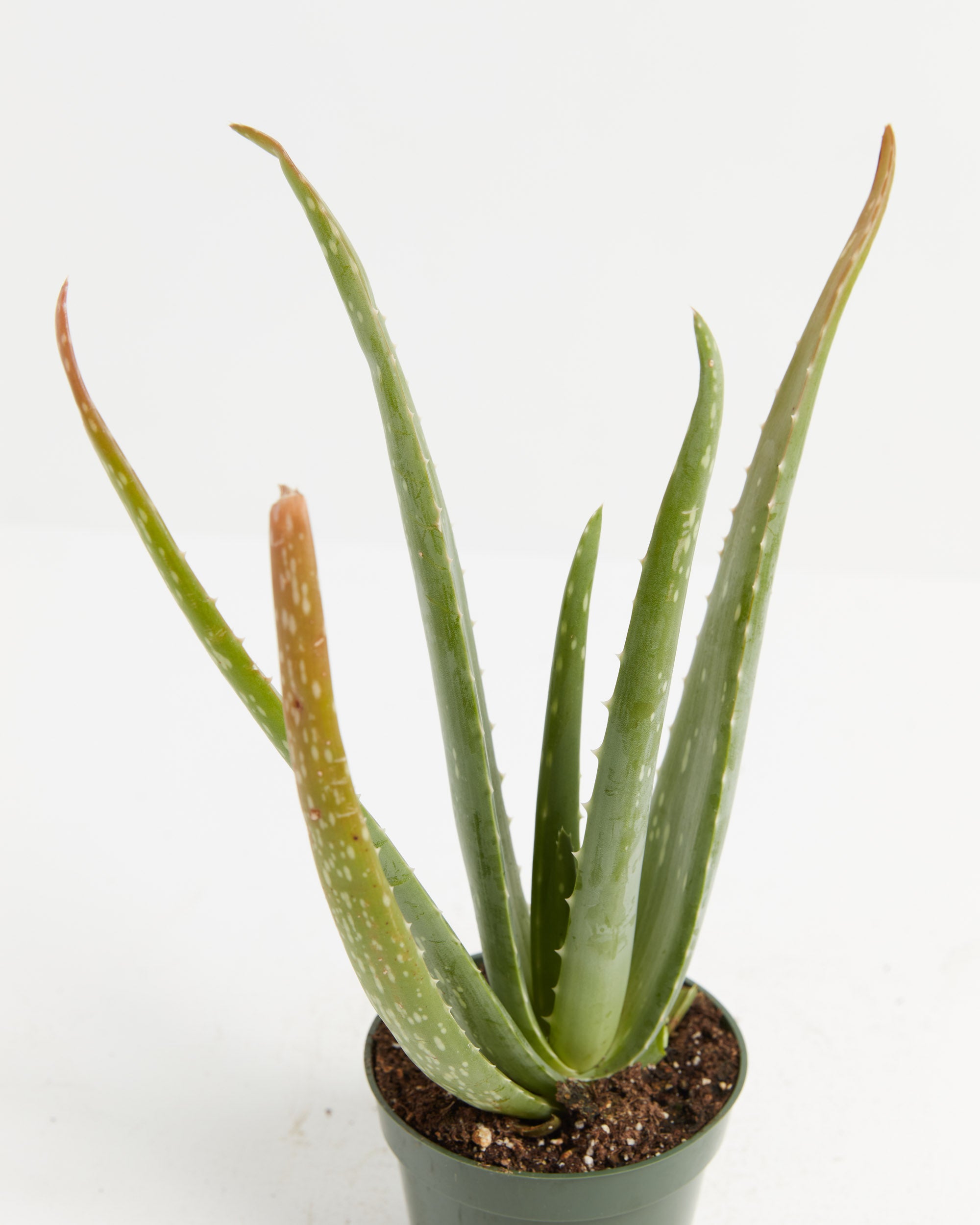 Aloe Vera for Sale - Buying & Growing Guide 