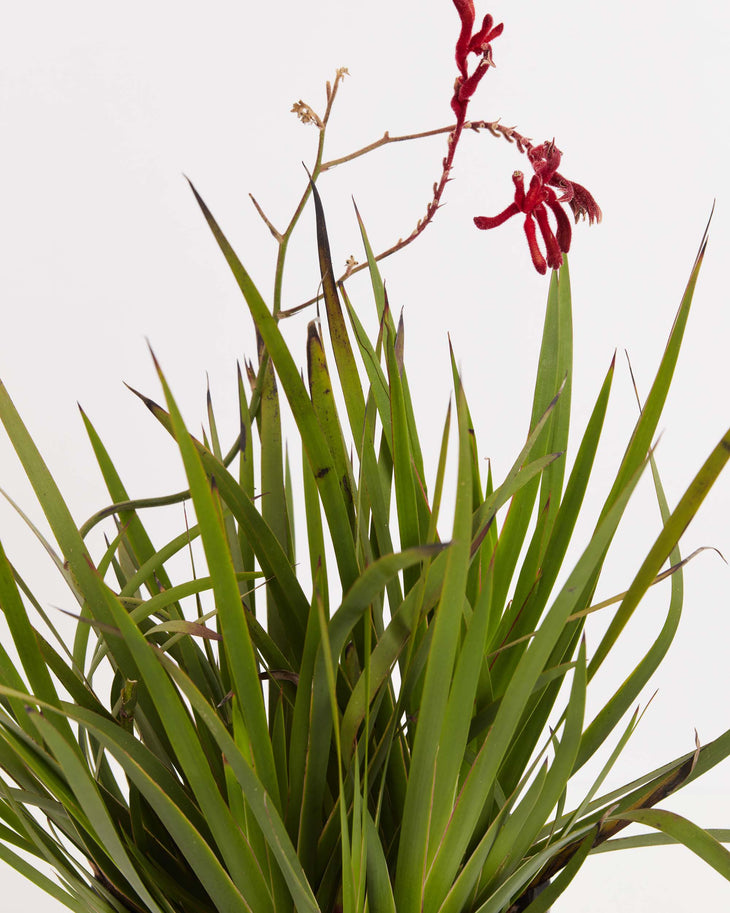 Big Red Kangaroo Paw, Lively Root, Plant, , , , 