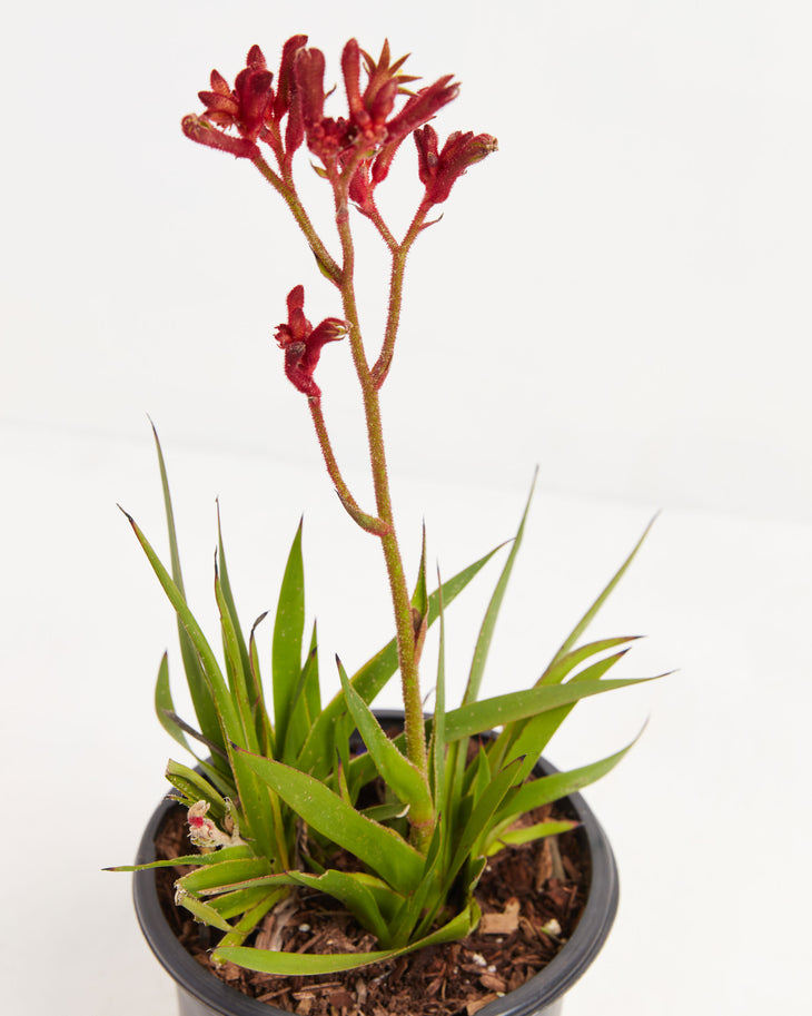 Joe Joe Red Kangaroo Paw, Lively Root, Plant, , , , 