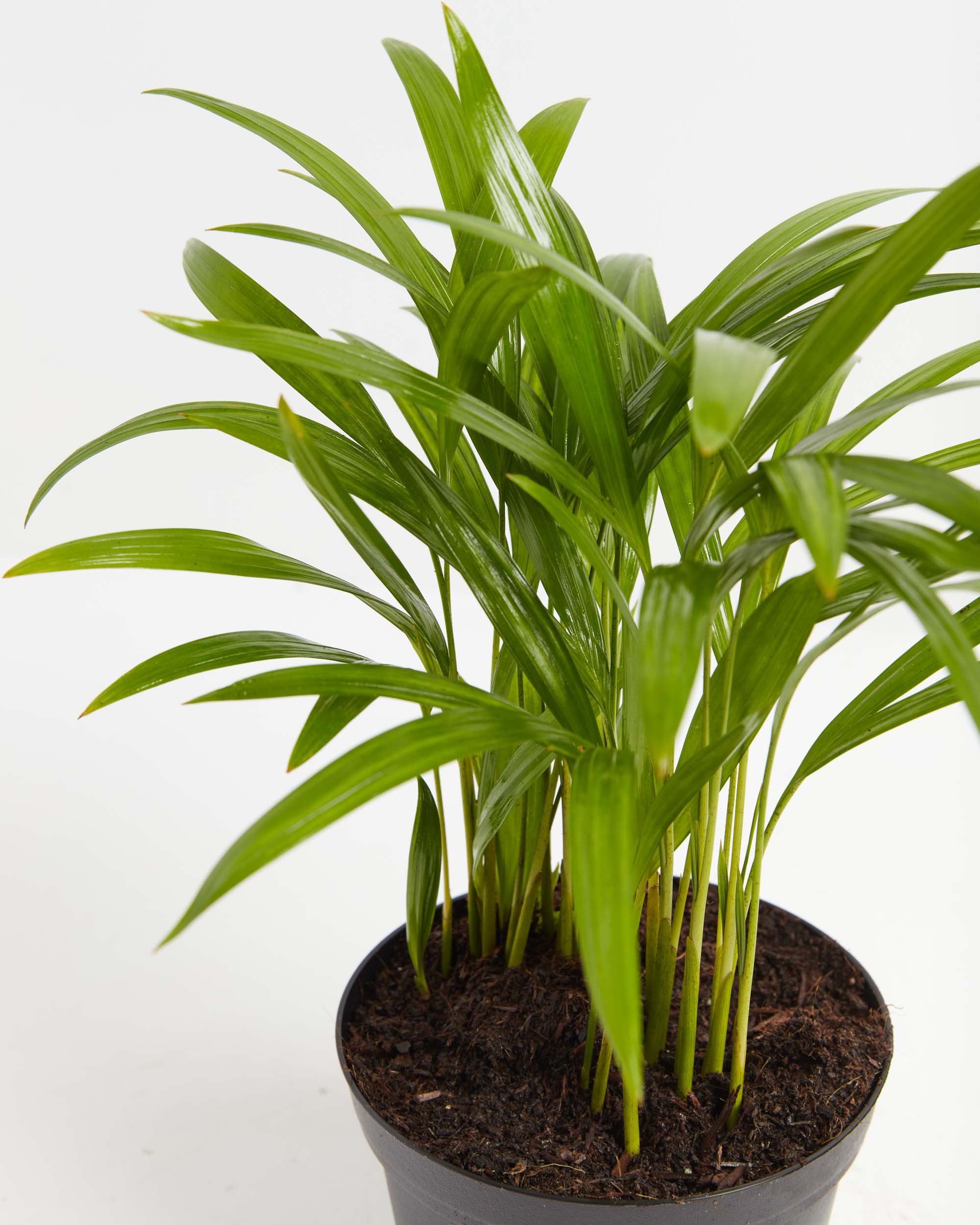 How to grow areca palm