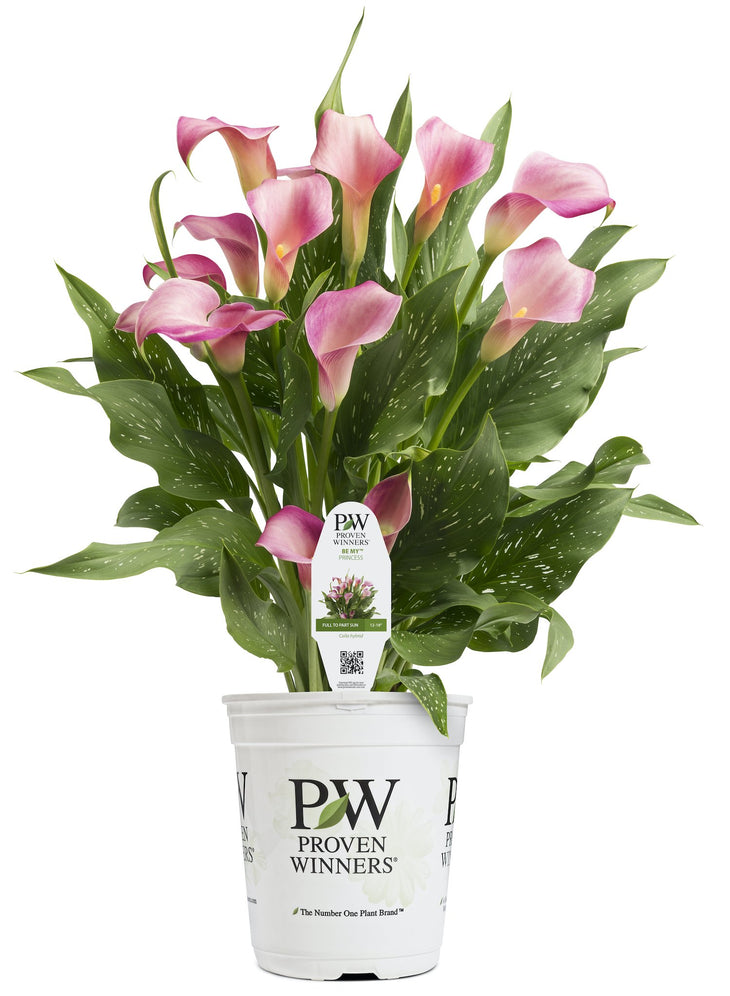 Be My Princess Calla Lily, Lively Root, Plant, Size, Medium, , 