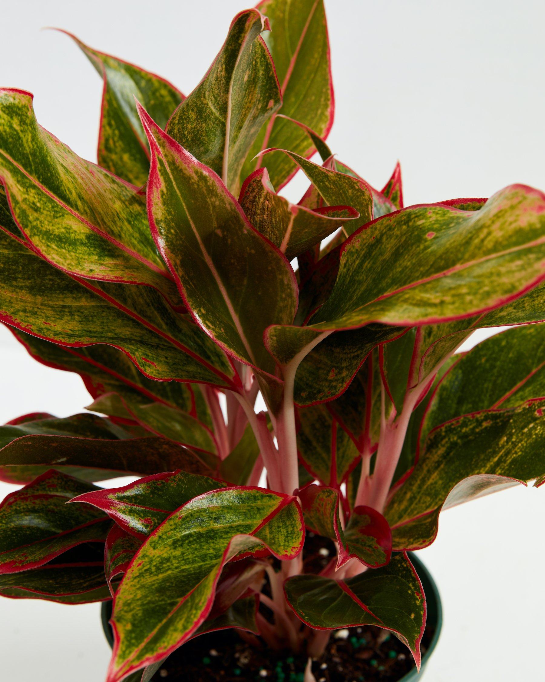 Aglaonema Red Siam | Tropical | Colorful Leaves Lively Root