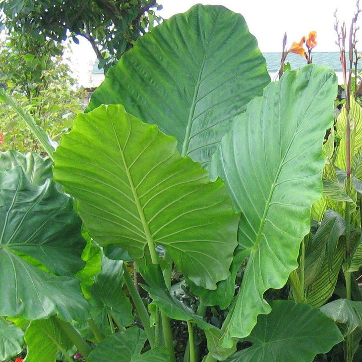 Upright Jurassic Elephant Ear Giant Premium Caladium Bulbs, Lively Root, Bulb, Size, 17+ Inches, Quantity, 3 Bulbs