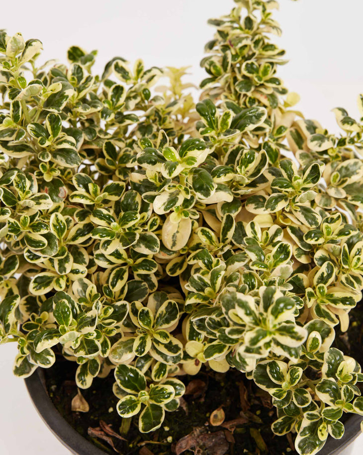 Marble Queen Mirror Bush 'Coprosma', Lively Root, Plant, , , , 