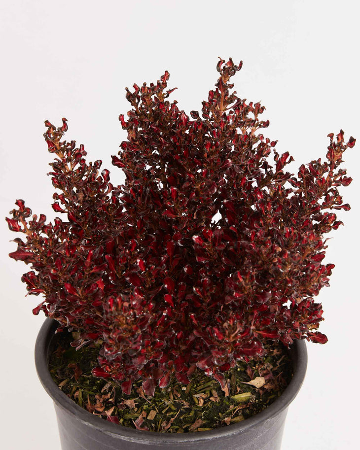 Pacific Sunset Mirror Bush 'Coprosma', Lively Root, Plant, , , , 