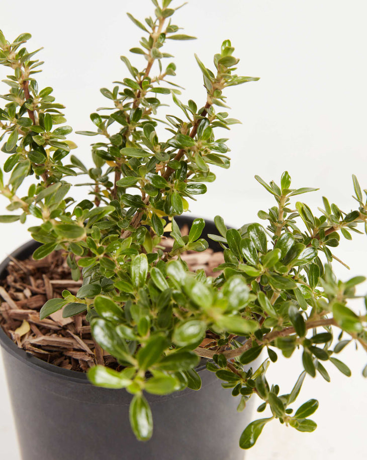 Vista Verde Mirror Bush 'Coprosma', Lively Root, Plant, , , , 