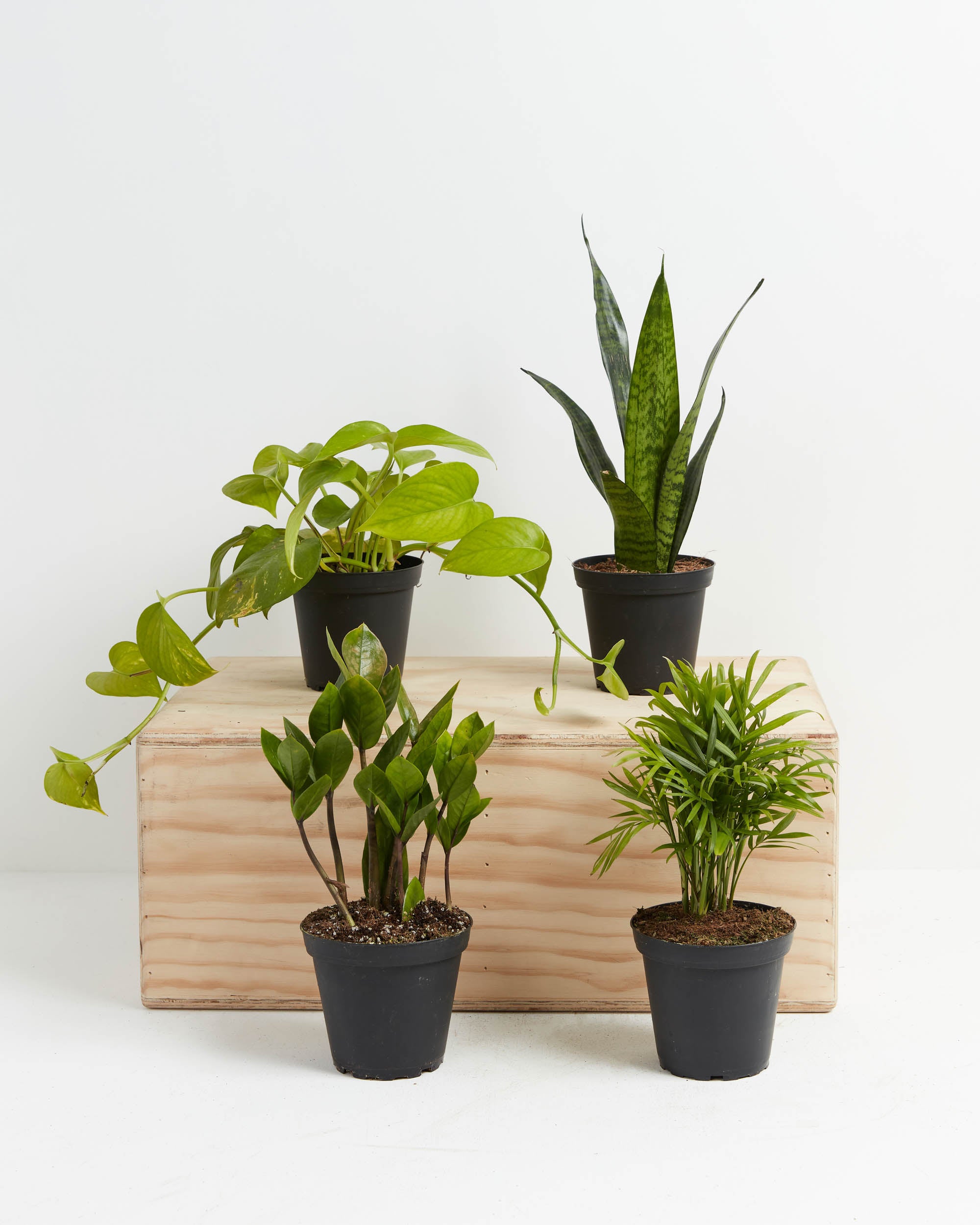 Buy Potted Easy Peasy Collection — Indoor Plant Trio