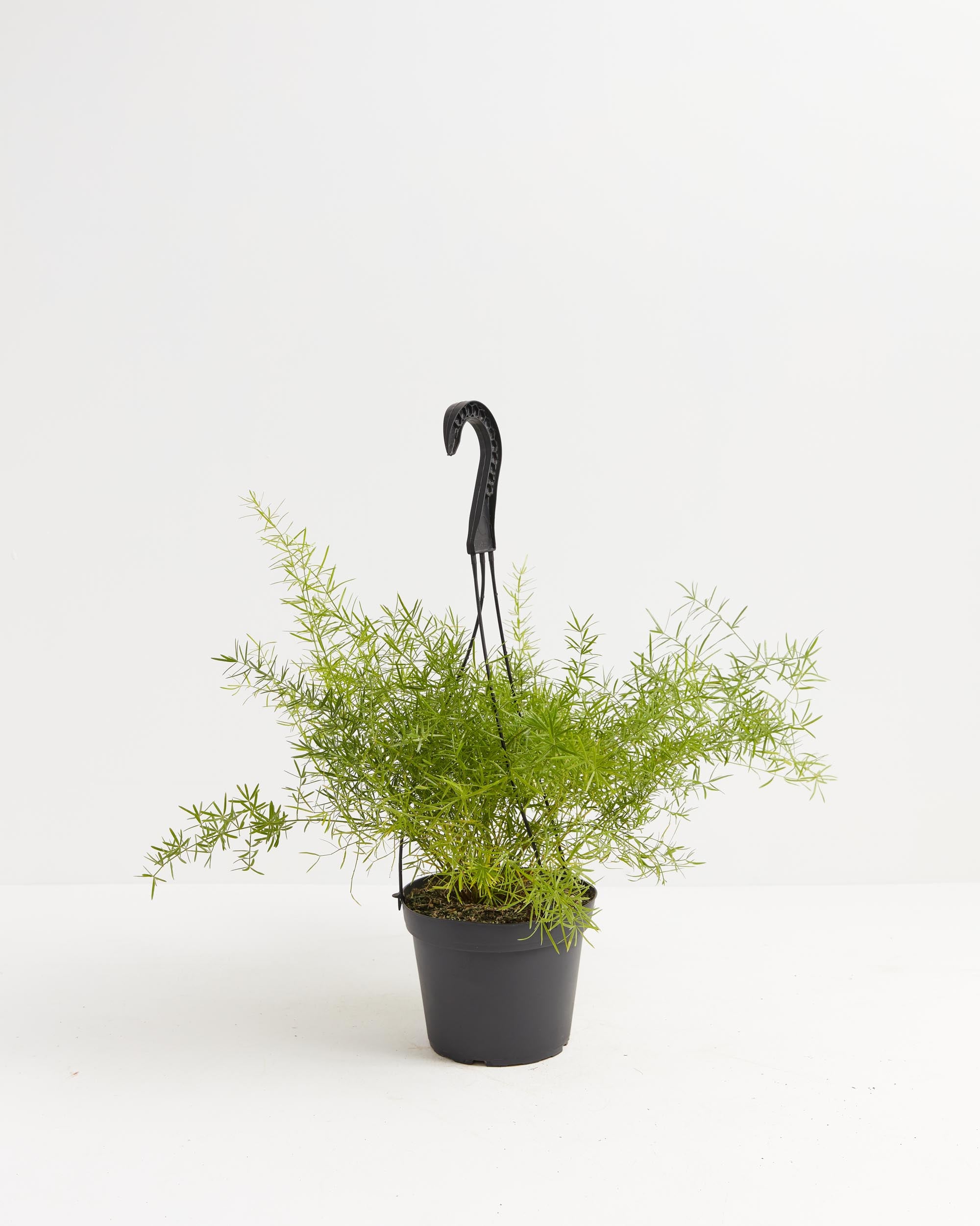 Heidi Horticulture: Indoor Asparagus Fern Plant - Asparagus densiflorus  Sprengeri