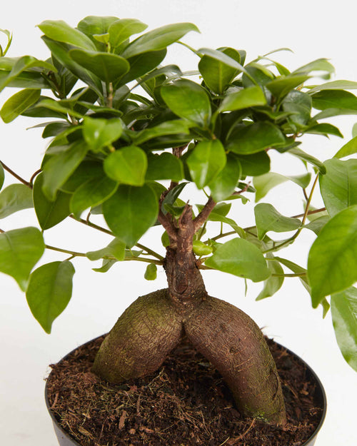 Ficus Ginseng Bonsai Tree: Add Zen to Your Home or Office