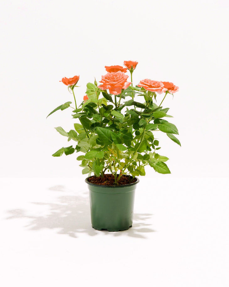 Tangerine Orange Miniature Roses, Lively Root, Plant, Size, Small, , 