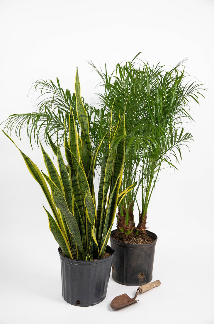 Heloise and Abelard Bundle: Snake Plant & Pygmy Date Palm, Lively Root, Plant, , , , 