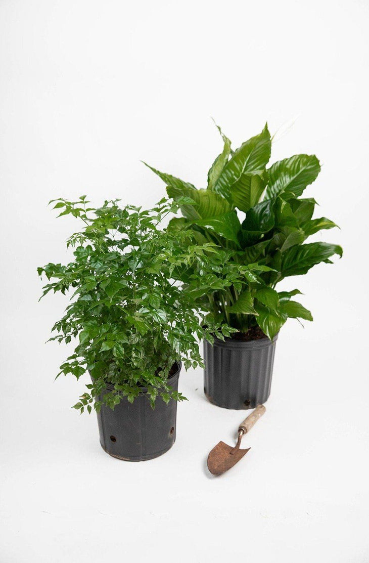 Bombshells: Peace Lily & China Doll, Lively Root, Plant, , , , 