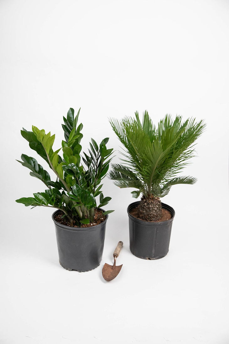 Hearty Boys Bundle: ZZ Plant & Sago Palm, Lively Root, Plant, , , , 