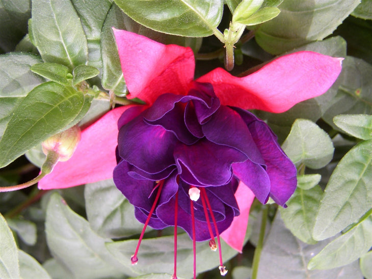 Fuchsia Giant Royal Velvet