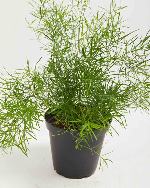 Heidi Horticulture: Indoor Asparagus Fern Plant - Asparagus densiflorus  Sprengeri