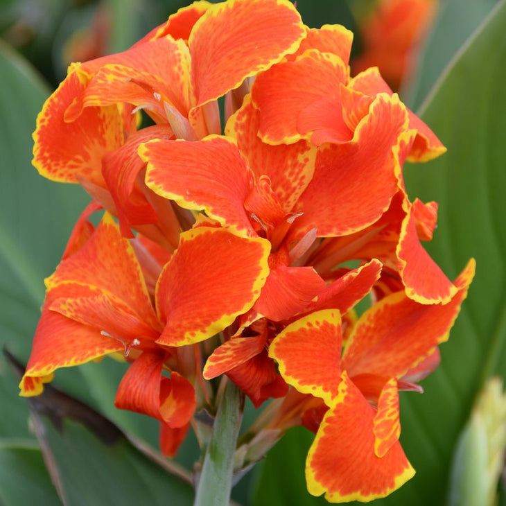 Tropical Madeira Premium Canna Lily Bulbs, Lively Root, Bulb, Size, 1 to 2 Eye, Quantity, 3 Bulbs