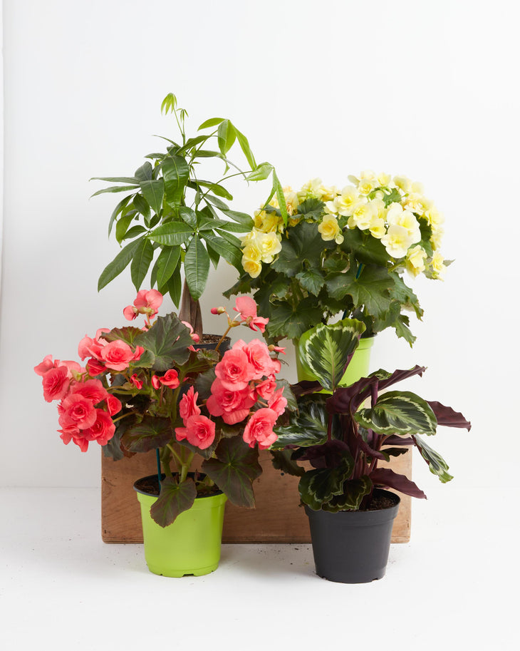 Manifestation Plant Collection, Lively Root, Plant, Size, Medium, , 