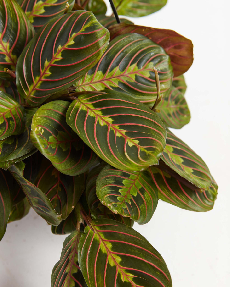 Maranta Red Prayer Plant Featured Image