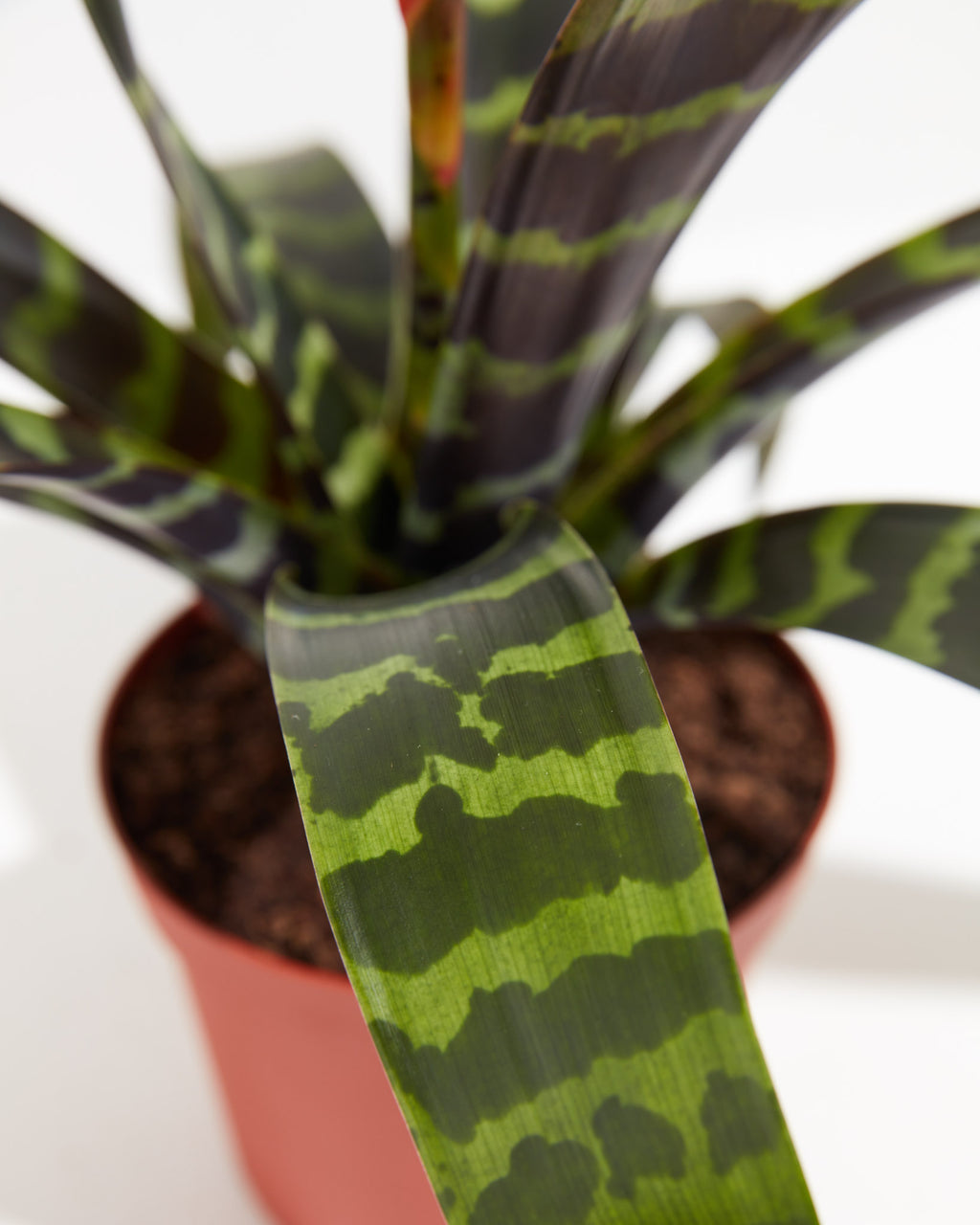 | Vriesea Lively Plants | Indoor | Root Bromeliad