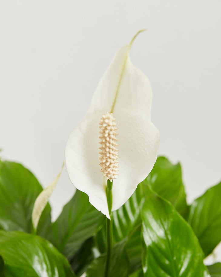 Peace Lily Plant For Sale (Spathiphyllum) & Mini Care Guide