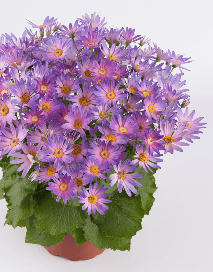 Pericallis Senetti Magic Salmon, Lively Root, Plant, , , , 