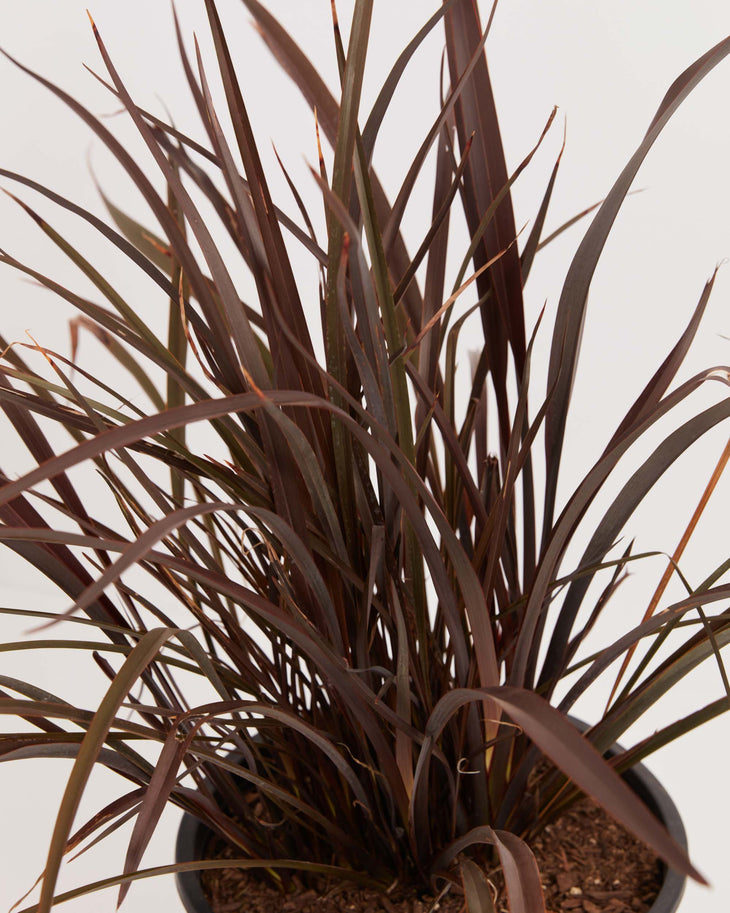 Bronze Baby New Zealand Flax (Phormium), Lively Root, Plant, , , , 