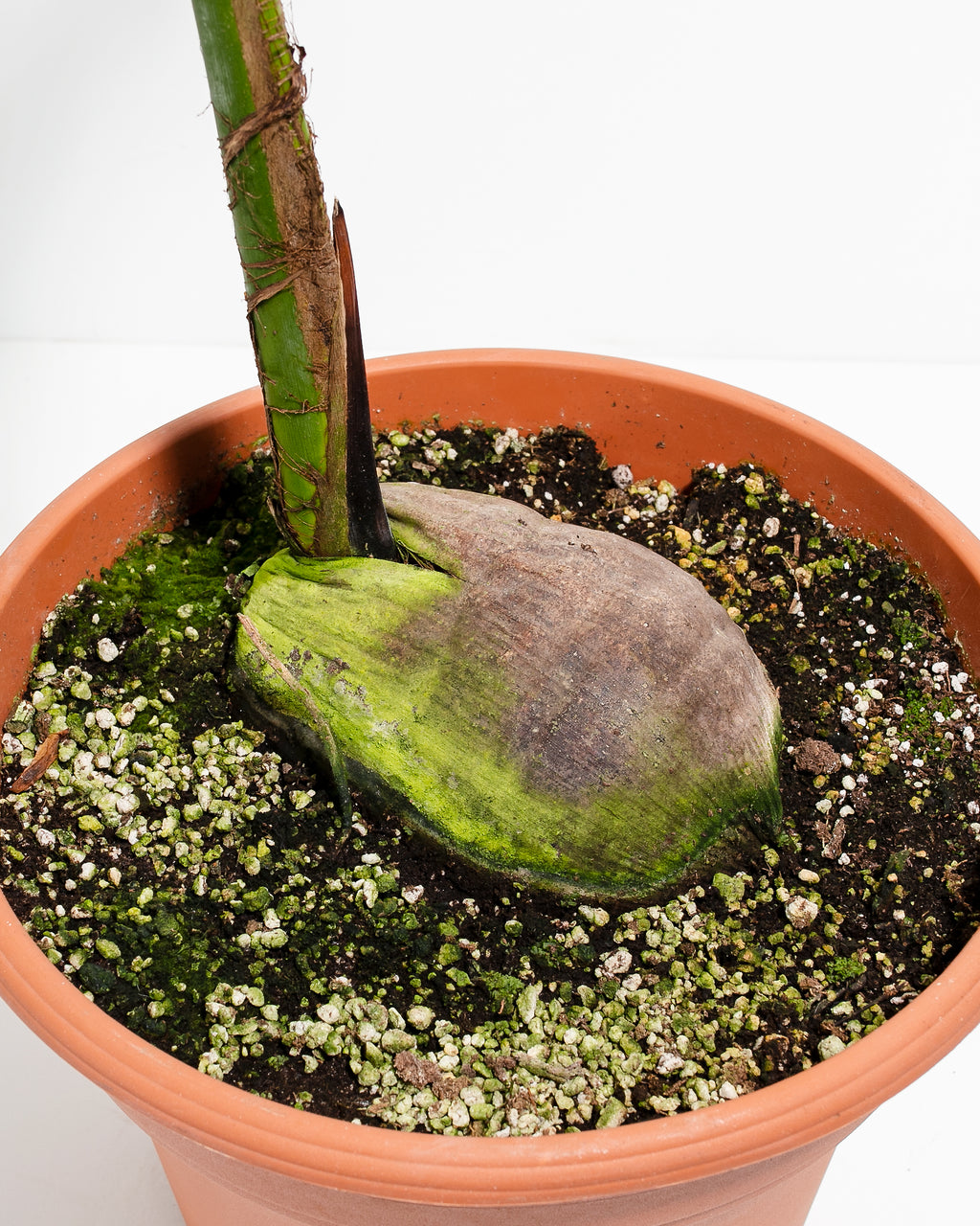 How to Use Sphagnum Moss for Your House Plants - The Urban Sprout