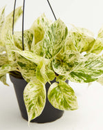 Marble Queen Pothos Featured Image