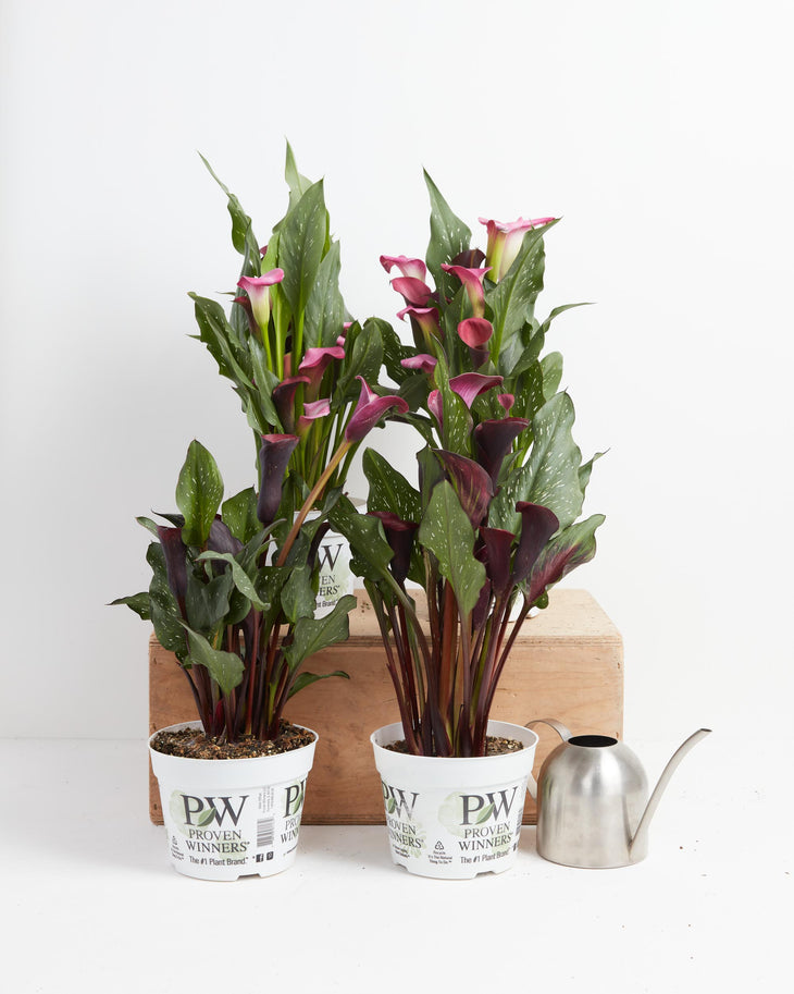 Divas: Calla Lily Plant Collection, Lively Root, Plant, Size, Medium, , 